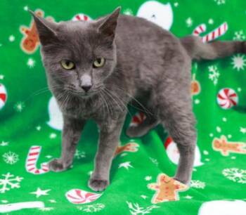 Frannie -  Domestic Short Hair Cat for Adoption in Thief River Falls, Minnesota - Frannie | PetCurious