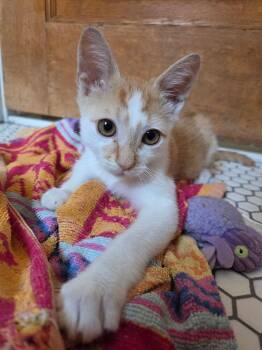 Antonio -  Domestic Short Hair Cat for Adoption in Ferndale, Michigan - Antonio | PetCurious