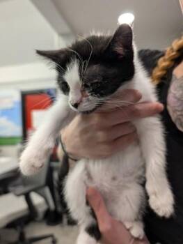 Domestic Short Hair Cats Available for Adoption in West Chester, Pennsylvania - James | PetCurious