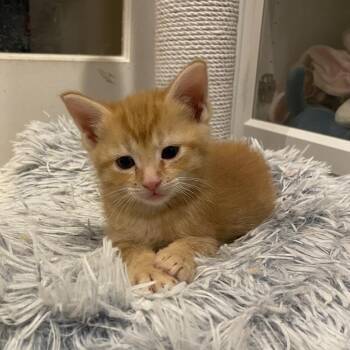 Ron -  Domestic Short Hair Cat Available for Adoption in Fairfax Station, Virginia - Ron | PetCurious