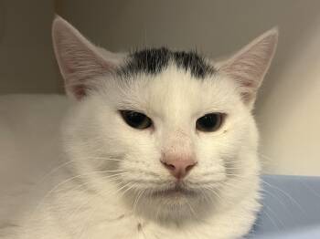Rescue Domestic Short Hair Cats for Adoption in Peconic, New York - Sweet Potato | PetCurious