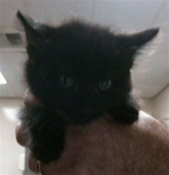 Domestic Short Hair Cats Available for Adoption in Sacramento, California - APOLLO | PetCurious