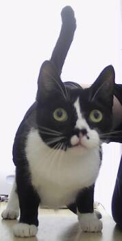 Domestic Short Hair Cats Available for Adoption - Elle | PetCurious