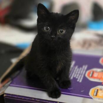 Velvet -  Domestic Short Hair Cat for Adoption in Layton, Utah - Velvet | PetCurious
