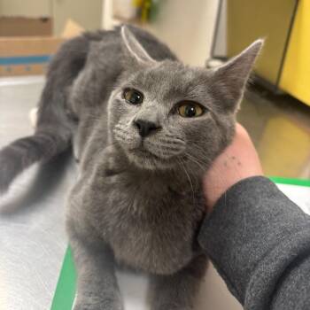 Domestic Short Hair Cats Available for Adoption - Vivi | PetCurious