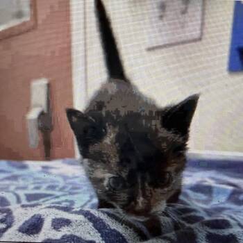 Angela -  Domestic Short Hair Cat for Adoption in Elfin Forest, California - Angela | PetCurious