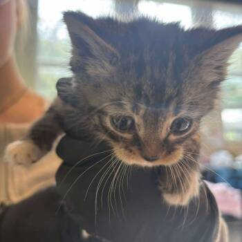 Rescue Domestic Short Hair Cats for Adoption in Huntington, West Virginia - Rory | PetCurious