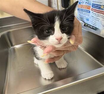 ELIANA -  Domestic Short Hair Cat for Adoption in Fort Myers, Florida - ELIANA | PetCurious