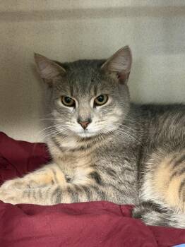 Riley -  Domestic Short Hair Cat for Adoption in Pottsville, Pennsylvania - Riley | PetCurious