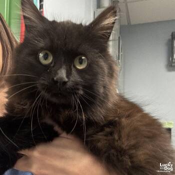 Domestic Long Hair Cats Available for Adoption - Porsche | PetCurious