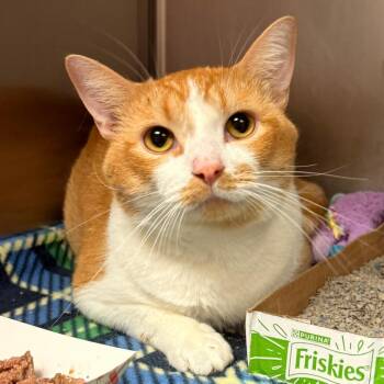 Tigger -  Domestic Short Hair Cat for Adoption in Evansville, Indiana - Tigger | PetCurious