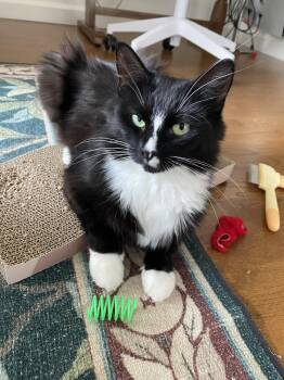 Minka -  Domestic Medium Hair Cat for Adoption - Minka | PetCurious