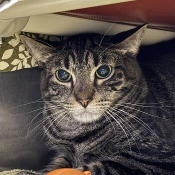Domestic Short Hair Cats Available for Adoption in Las Vegas, Nevada - MCDONALDS | PetCurious