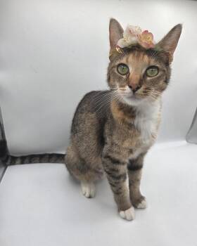 Lola May -  Domestic Short Hair and Calico Cat for Adoption in Attalla, Alabama - Lola May | PetCurious