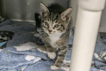 TIBERIUS -  Domestic Short Hair Cat for Adoption in Charlotte, North Carolina - TIBERIUS | PetCurious