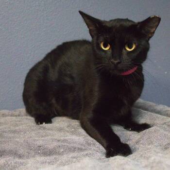 Domestic Short Hair Cats Available for Adoption in Lakeland, Florida - Rizzo | PetCurious