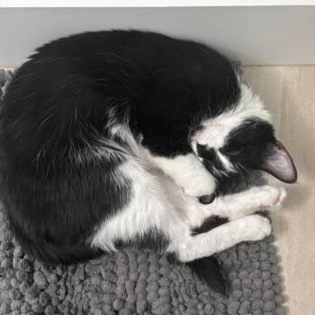 Domestic Short Hair Cats Available for Adoption in San Francisco, California - Zya | PetCurious