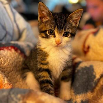 Bennett -  Domestic Short Hair and Mixed Breed Cat for Adoption in Voorhees Township, New Jersey - Bennett | PetCurious