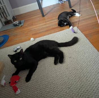 Dakota -  Domestic Long Hair Cat for Adoption in Boston, Massachusetts - Dakota | PetCurious