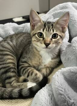 Rescue Domestic Short Hair Cats for Adoption - Sullivan, Stormie, Shadow And Sylveter | PetCurious