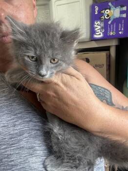 Lavender -  Domestic Medium Hair Cat for Adoption in Emerald Isle, North Carolina - Lavender | PetCurious
