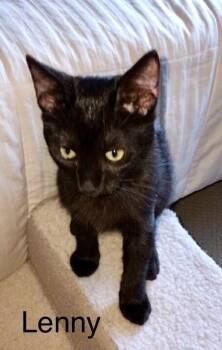 Rescue Domestic Short Hair Cats for Adoption in Tustin, California - Lenny | PetCurious