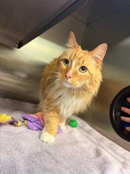 Domestic Long Hair Cats Available for Adoption - Little Cat | PetCurious