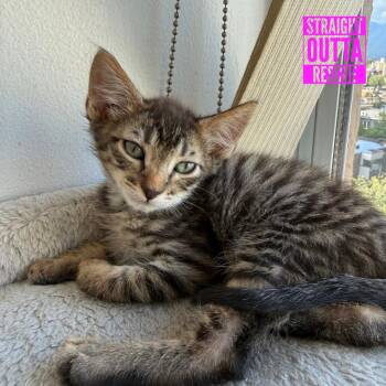 Lasagna -  Domestic Short Hair Cat for Adoption in Vancouver, British Columbia - Lasagna | PetCurious
