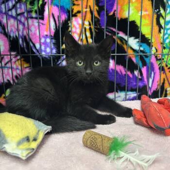 Pail -  Domestic Short Hair Cat Available for Adoption - Pail | PetCurious