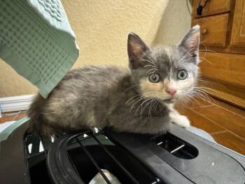 Nilla -  Domestic Short Hair Cat for Adoption in Sebastian, Florida - Nilla | PetCurious