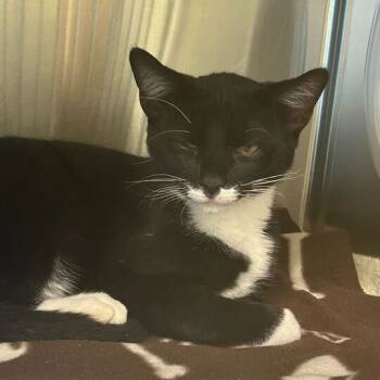 Rescue Domestic Short Hair Cats for Adoption in Asheville, North Carolina - Athos | PetCurious