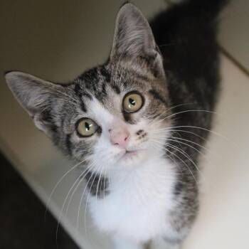 Toot -  Domestic Short Hair Cat for Adoption in Hattiesburg, Mississippi - Toot | PetCurious