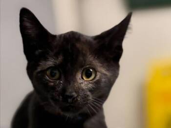 Grape -  Domestic Short Hair Cat for Adoption in Portland, Oregon - Grape | PetCurious