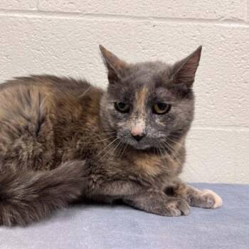 Domestic Short Hair Cats Available for Adoption in Lyndhurst, Virginia - Molecule | PetCurious