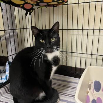 Traz -  Domestic Short Hair Cat Available for Adoption in Binghamton, New York - Traz | PetCurious