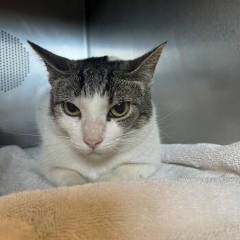 Samantha -  Domestic Short Hair Cat for Adoption in Bristol, Indiana - Samantha | PetCurious