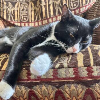 Meshi -  Domestic Short Hair Cat for Adoption in West Orange, New Jersey - Meshi | PetCurious