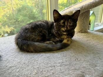 Molly Weasley -  Domestic Short Hair Cat for Adoption in Muskegon, Michigan - Molly Weasley | PetCurious