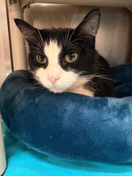 Domestic Short Hair Cats Available for Adoption - Madonna | PetCurious