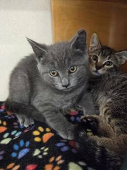Madge -  Domestic Short Hair Cat for Adoption in Bellevue, Washington - Madge | PetCurious