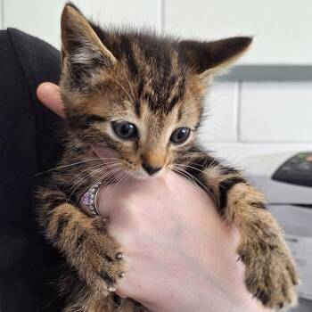 Storme -  Domestic Short Hair Cat for Adoption in Montgomery, Alabama - Storme | PetCurious