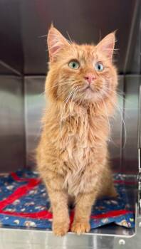 Domestic Short Hair Cats Available for Adoption - Odie | PetCurious
