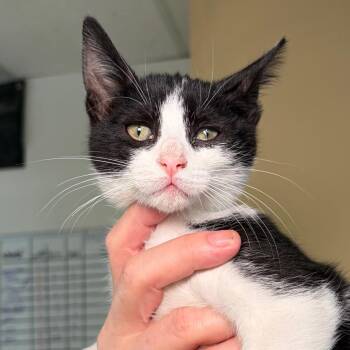Toulouse -  Domestic Short Hair Cat for Adoption in Goleta, California - Toulouse | PetCurious