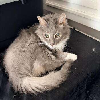 Shadow -  Domestic Medium Hair Cat for Adoption in Las Vegas, Nevada - Shadow | PetCurious
