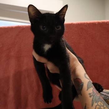 Tux -  Domestic Short Hair Cat for Adoption in Saint Charles, Missouri - Tux | PetCurious