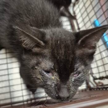Thor -  Domestic Short Hair Cat for Adoption in Lake Panasoffkee, Florida - Thor | PetCurious