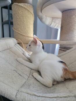 Emily (downey) -  Calico Cat for Adoption - Emily (downey) | PetCurious