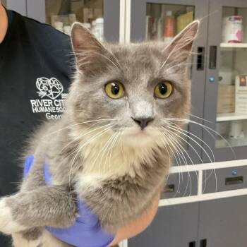 Domestic Medium Hair Cats Available for Adoption - Gorgeous | PetCurious