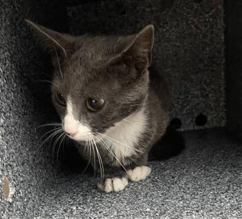 Domestic Short Hair Cats Available for Adoption in Dallas, Texas - TIMBER | PetCurious