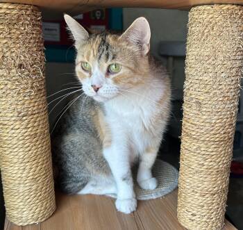 Summer Spring -  Domestic Short Hair Cat for Adoption in Peru, Illinois - Summer Spring | PetCurious